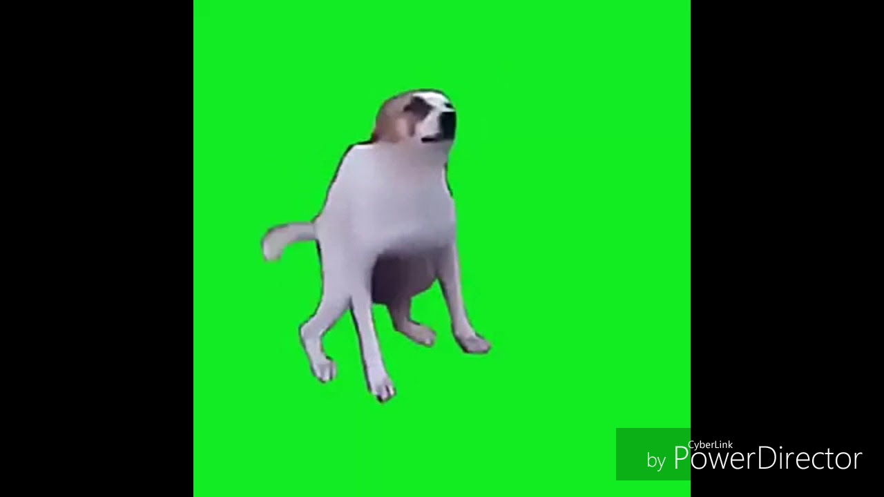 Танцующая собака гиф. Собака на зеленом фоне. Танцующая собака gif. Танцующая собака на зеленом фоне. Собака хромакей