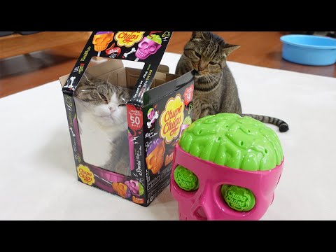 世にも恐ろしいドクロの呪いと猫の物語。-Horrible skull curse and Cats story.-