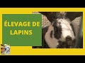Comment lever des lapins chez soi facilement vlog10