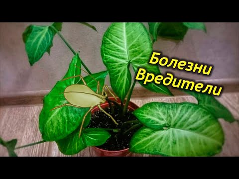 Болезни и вредители Сингониума.