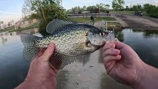 Beautiful Crappie Catches On Weightless Gulp Minnows