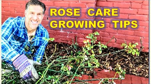 ROSE CARE |  PRUNING |  FEEDING | MULCHING | SEALING | WATERING | DISEASES - DayDayNews