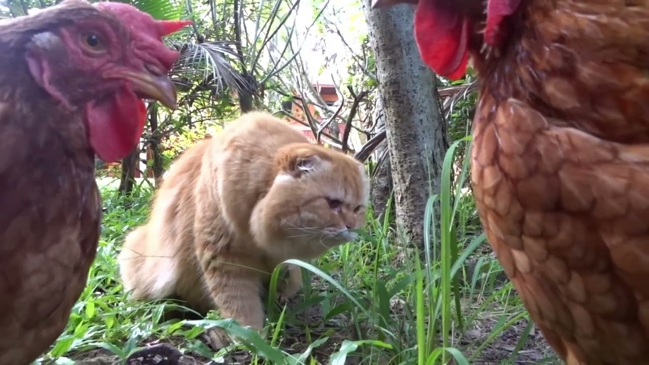 Ginger Cat Mr. Link from Scotland is a bit in a hurry this morning, in Thailand