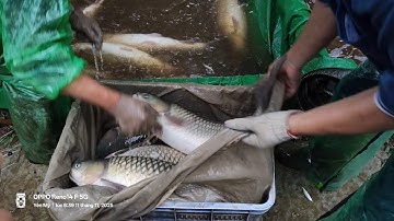 Thu hoạch cá ở ngoại thành Hà Nội @Thuysanbaclieu 