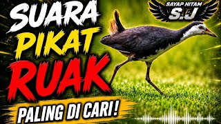 Suara pikat paling di cari 