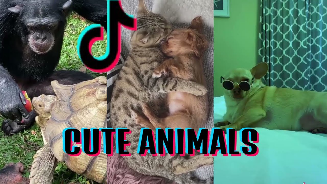 BEST Cute Animal Tik Tok Compilation of Funny Pets 2020 YouTube
