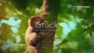 The Brave Little Squirrel