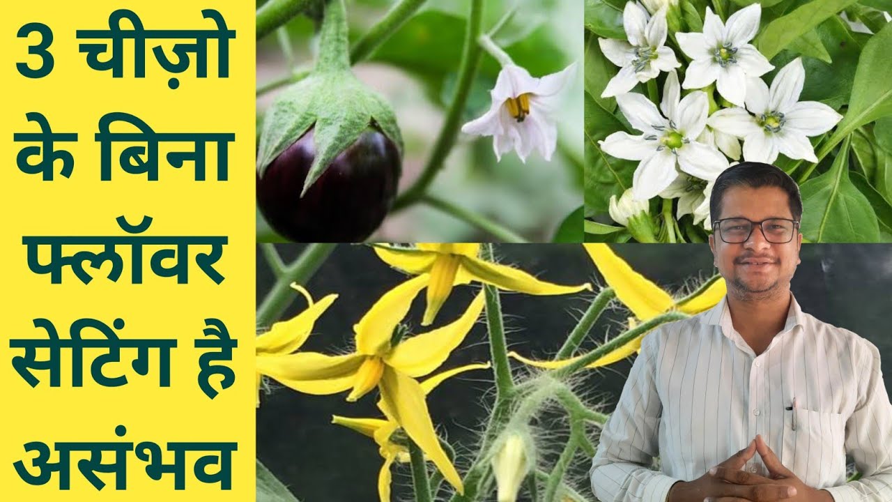 3 चीजों के बिना फ्लॅावर सेटिंग है असंभव । Flower dropping