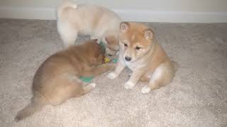 AKC Shiba Inu Puppies For Sale In Portland Oregon April 2018 by Shiba Inu 259 views 6 years ago 17 seconds
