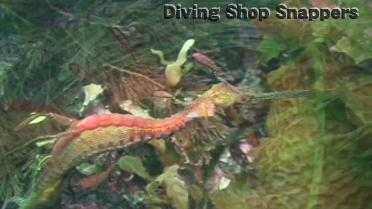 ウィーディー シードラゴン Youtube