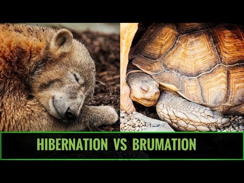 Hibernation vs Brumation for REPTILES