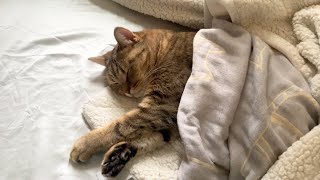 「これは猫ではありません。中に小さいおっさんが入っています。」 by 【子ライオン】みにら日記‐MINIRA‐Diary‐ 33,674 views 3 days ago 3 minutes, 32 seconds