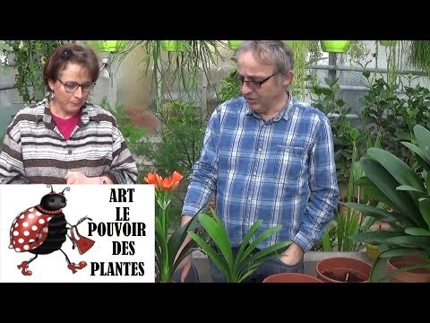 Vidéo: Plantes Clivia : Conseils pour prendre soin de la plante Clivia