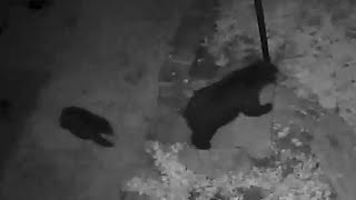 Mama Bear and 3 Cubs Caught on Camera by Simon the Siamese Cat 843 views 2 years ago 34 seconds