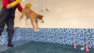 Take a Shiba Inu high and throw it into the swimming pool