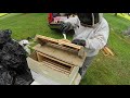 Honeybee Hive Removal / Cut Out of Abandoned House