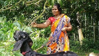 Goat Caring &amp; Feeding Mango Leaf / Village Style Goat Caring