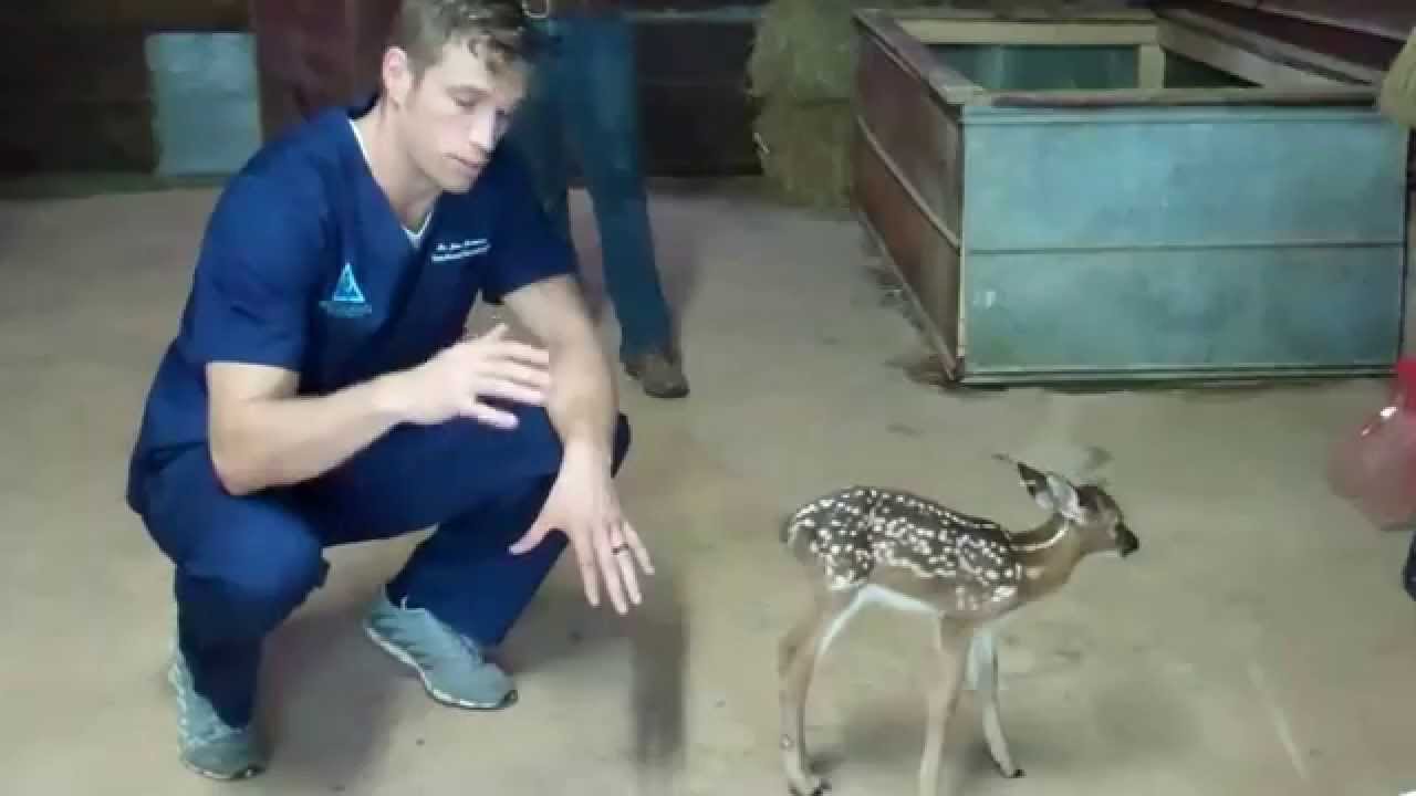 Bambi Gets A Chiropractic Adjustment