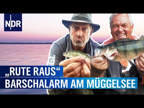 Barschalarm am Müggelsee