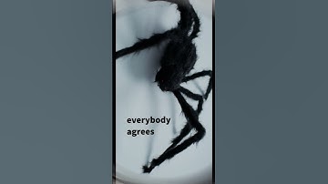 Spider Boy: it