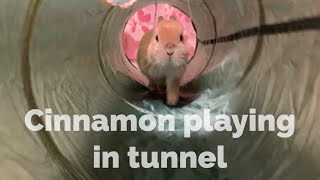 Cinnamon played in the tunnel