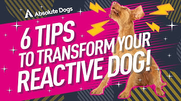 6 Training Tips that ALL Reactive Dog Owners Need to Know