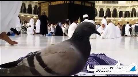 تلاوه عراقيه حزينه بصوت الشيخ ميثم القيسي