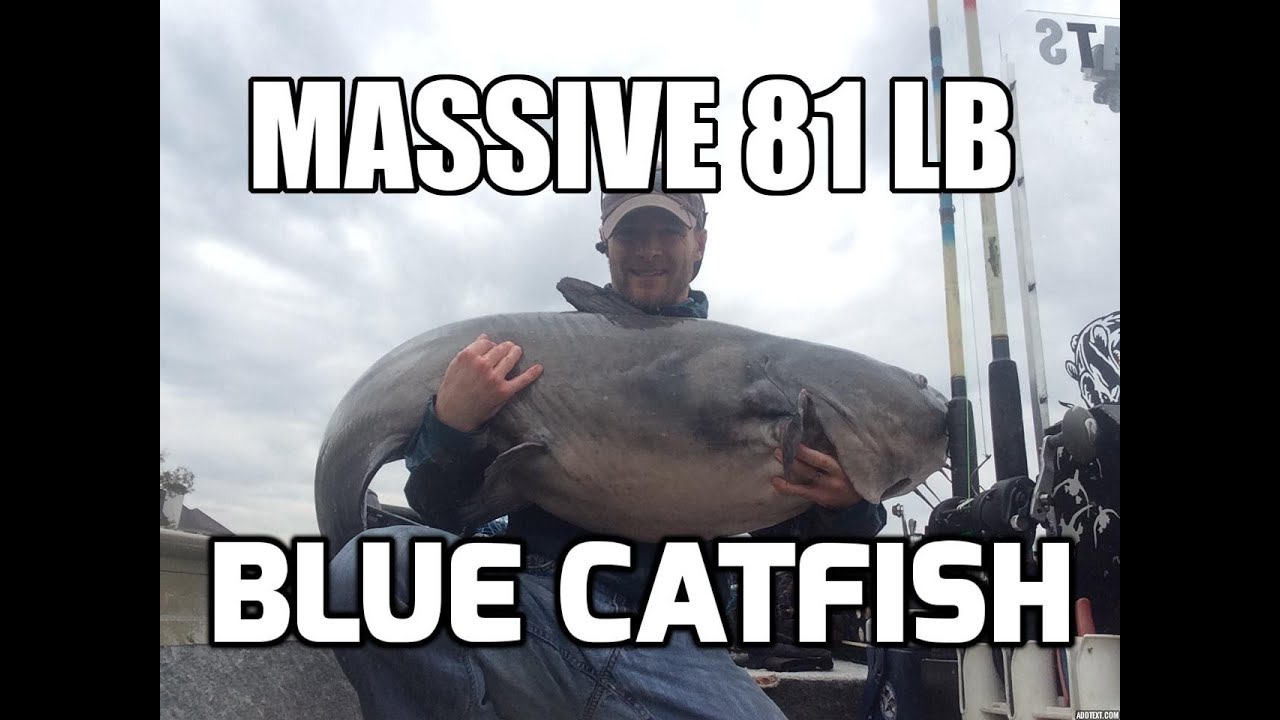 Massive 81 lb Blue Catfish 