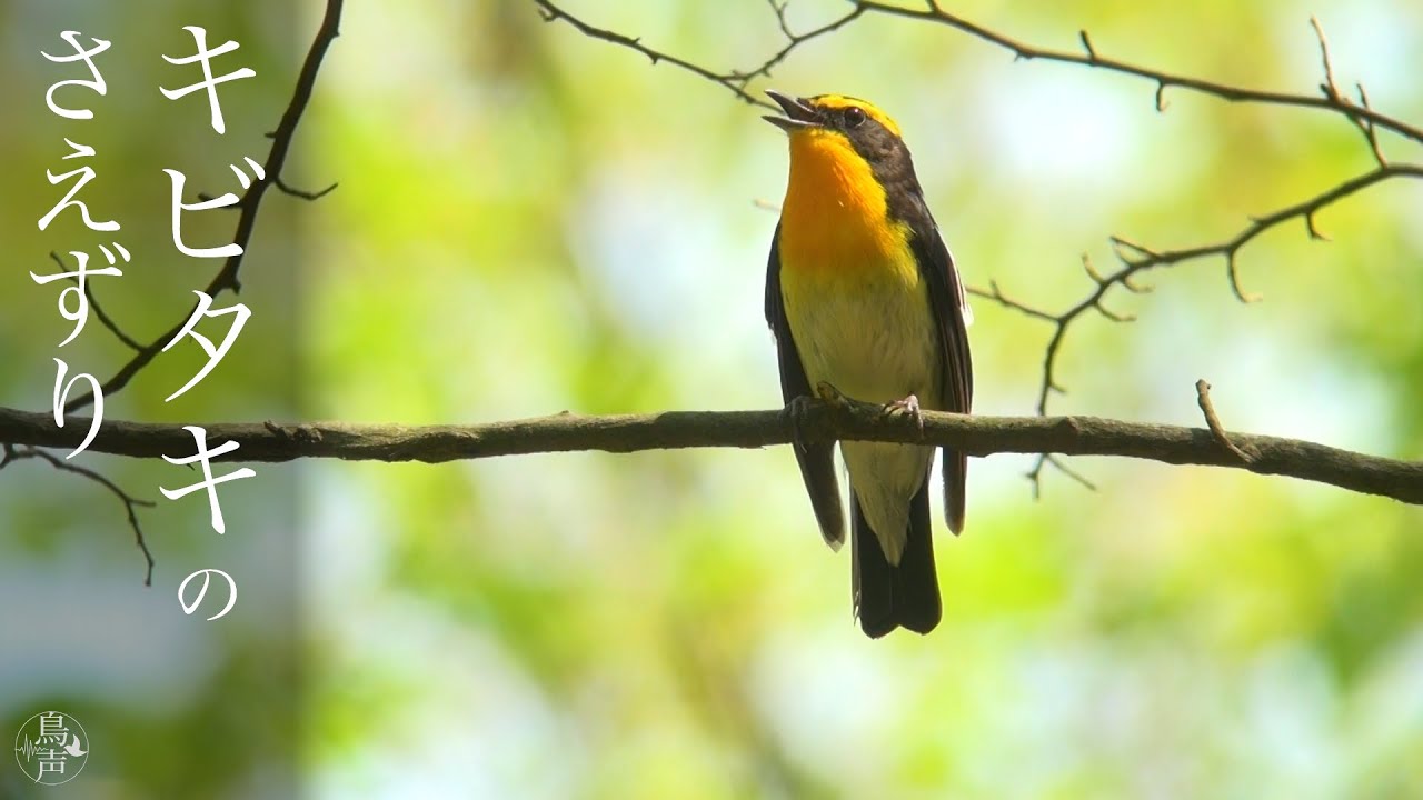 Narcissus Flycatcher | Birds Singing | Wild Bird Song Sounds