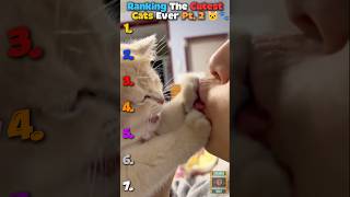 Cutest Cats Ever 🐱😭 these cats are impossible not to love #shorts #cats #cute #youtubeshorts #fyp