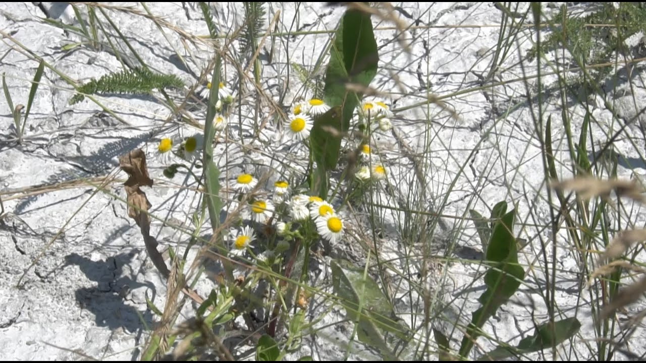 Nit' reka, nit' brdo nit' selo - Krivelj, velika seoba