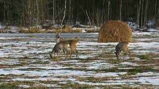 КОСУЛЯ ЕВРОПЕЙСКАЯ (Capreolus capreolus). Не косули, а красули!