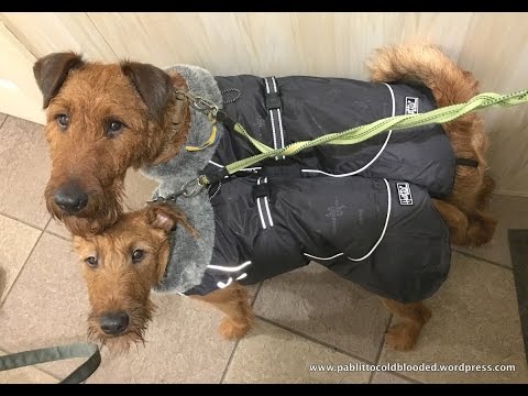 Видео обзор зимней куртки для собак Winter Jacket от Hurtta-