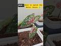 Satisfying Slow Motion | Caladiums #garden #terracegardenindia #plants #slowed #slowmotion #pov #fyp