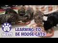 Reunited Cat Siblings Learning To Be House Cats | S6 E77 | Feral Kittens Cat Videos