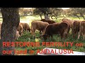 RESTORING FERTILITY on our land in ANDALUSIA