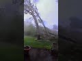 Tornado levels every tree on home owner&#39;s property in Portage, Michigan