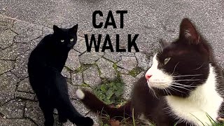 Two cats go to the lake  two cams follow them!