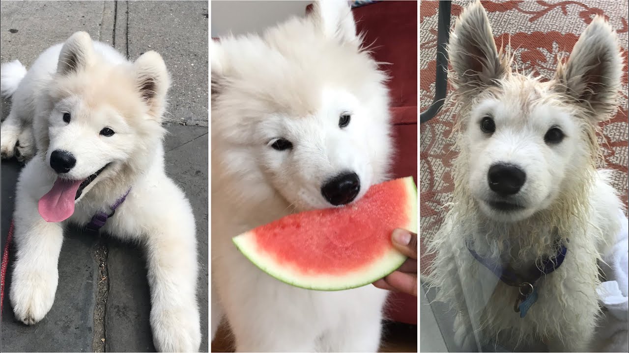 First month with our samoyed puppy | Naughty and cute moments - YouTube