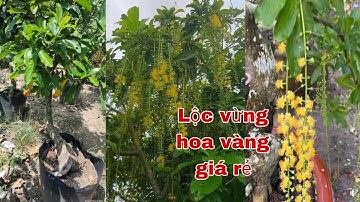 Lộc vừng hoa vàng giá rẻ"0979309131" cây kiểng quốc cung