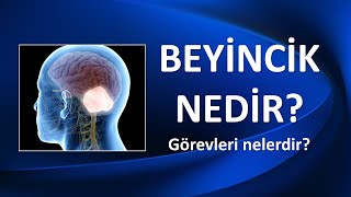 BEYİNCİK NEDİR