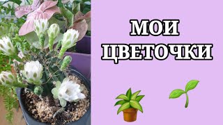 видео: Обзор моих растений картинка: Обзор моих растений