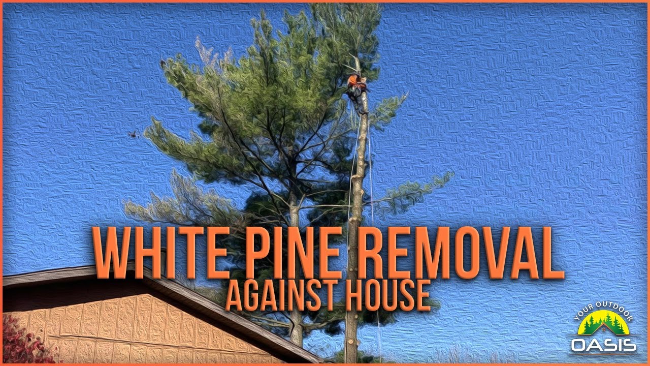 White Pine Climb/Removal Next to House with Milwaukee Top Handle! - YouTube