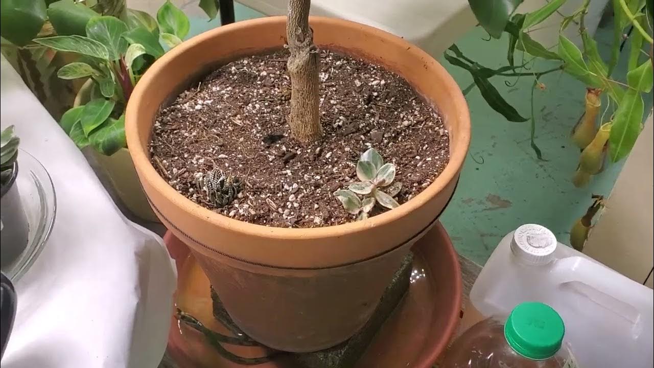 growing plants with wicks and LECA YouTube