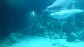 OMG! Two Dolphins' Bubble Rings Become One Big Bubble Ring!