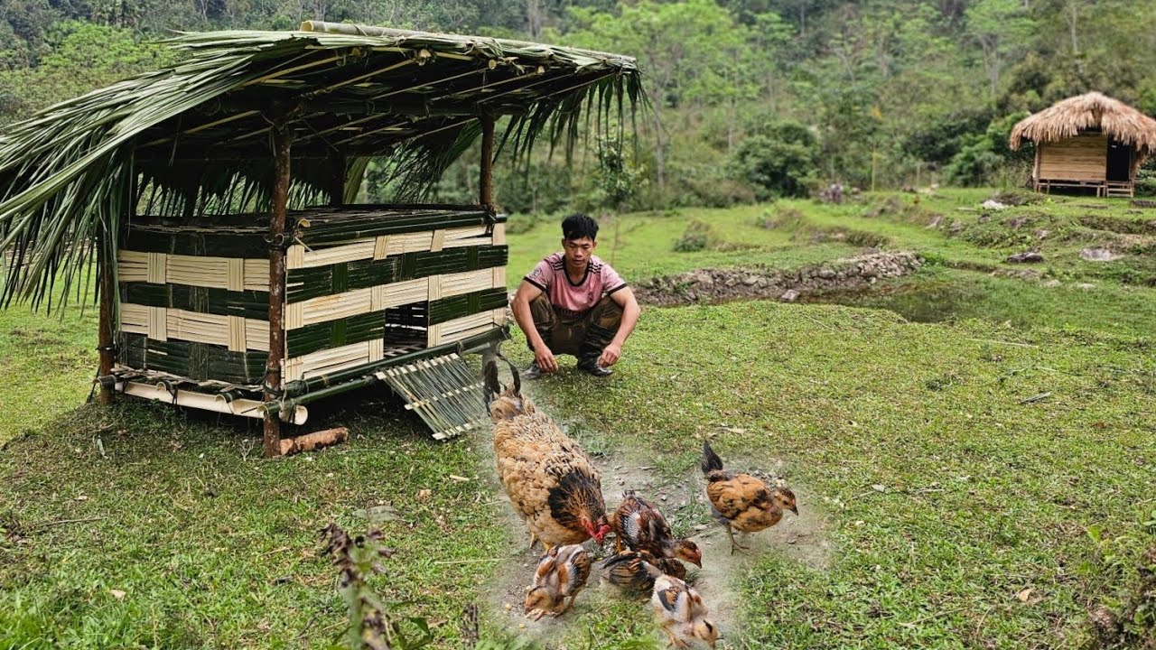 Designing a chicken coop from bamboo in 2024
