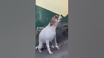 Brazilian dog🇧🇷🐶 dancing #dog #funny #dogsinging #dance #brasil #dogshorts