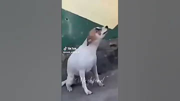 Brazilian Dog Dancing Dog Funny Dogsinging Dance Brasil Dogshorts 