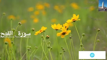 تلاوة هادئة لسورة الفتح تساعد على النوم والراحة النفسية