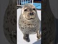 今年も換毛が始まったアザラシ#アザラシシーパラダイス# #seal #hokkaido #cute #ゴマフアザラシ